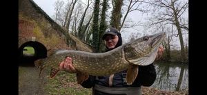 Northern Pike
