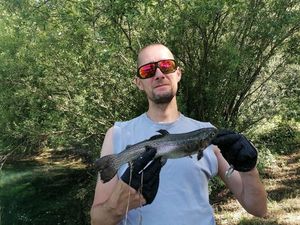 Rainbow Trout