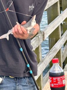 Blacktip Shark