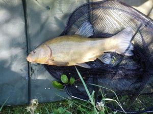 Tench