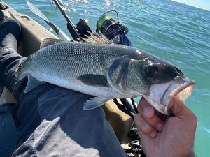 European Bass (Seabass)