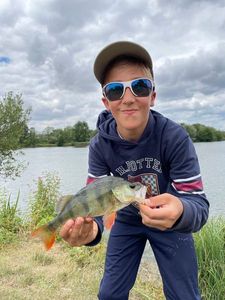 European Perch