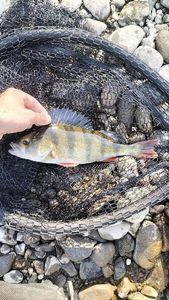 European Perch
