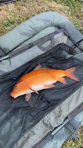 Koï Fish
