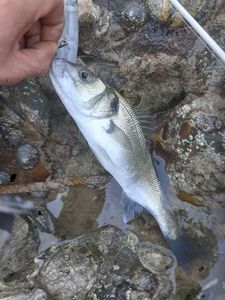 European Bass (Seabass)