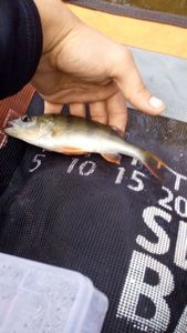 European Perch