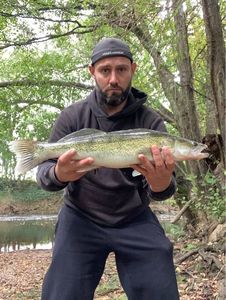 Zander
