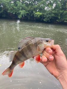 European Perch