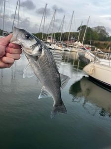 European Bass (Seabass)