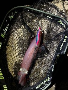 European Squid