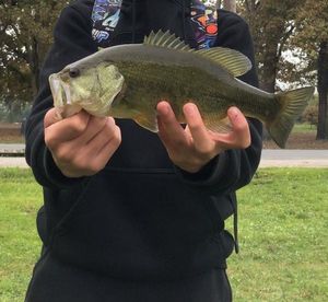 Smallmouth Bass