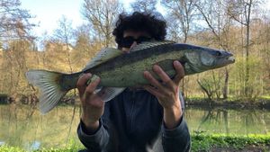 Zander