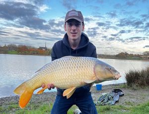 Common Carp