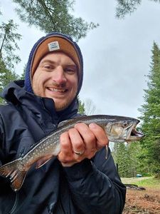 Brook Trout