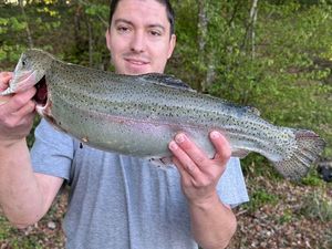 Rainbow Trout