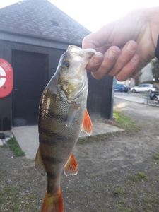 European Perch