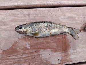 Brown Trout
