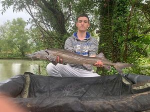 Sturgeon