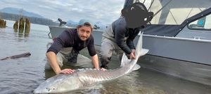 Sturgeon