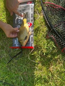 Prussian Carp