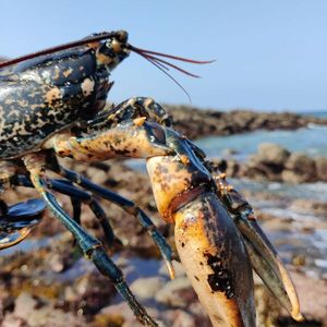 European Lobster