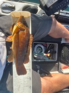 Ballan Wrasse