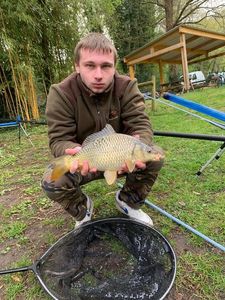 Common Carp
