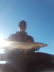 Northern Pike