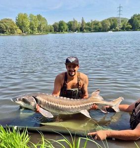 Danube Sturgeon