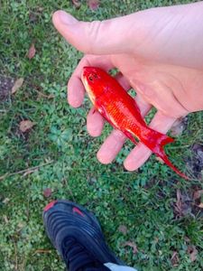 Goldfish