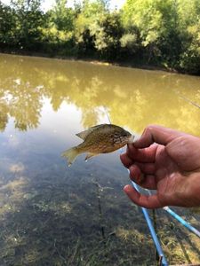Green Sunfish