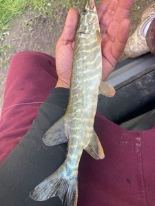 Northern Pike