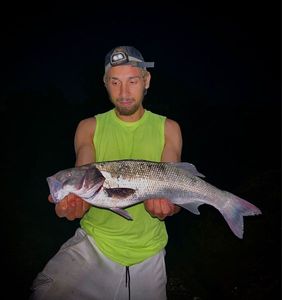 European Bass (Seabass)