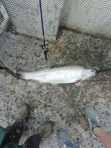Rainbow Trout