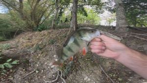European Perch