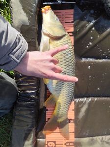 Common Carp