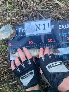 Arctic Char