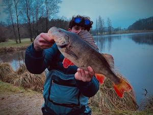 European Perch