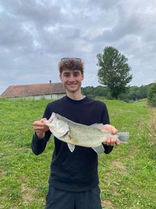 Largemouth Bass
