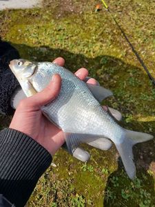 Common Bream