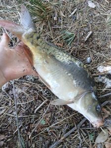 Mirror Carp