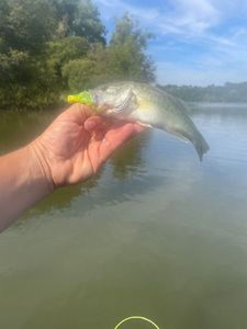 Smallmouth Bass