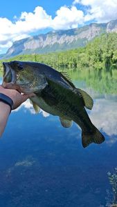 Largemouth Bass
