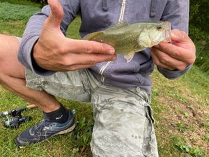 Smallmouth Bass
