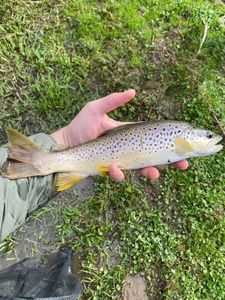 Brown Trout