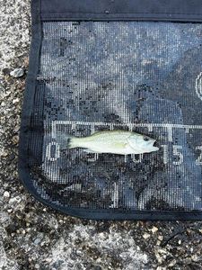 Smallmouth Bass