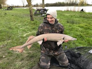 Sturgeon
