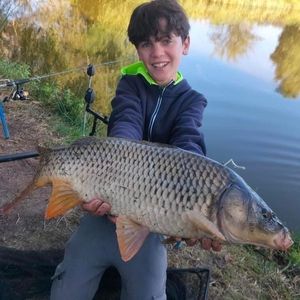 Common Carp