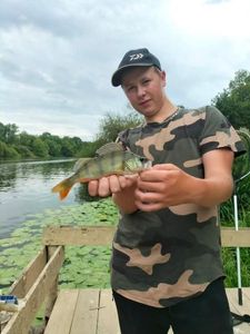 European Perch