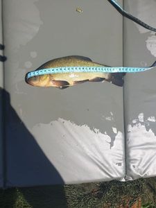 Tench